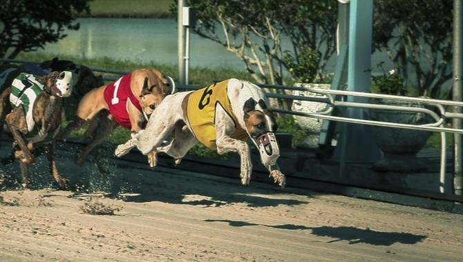 greyhounds racing